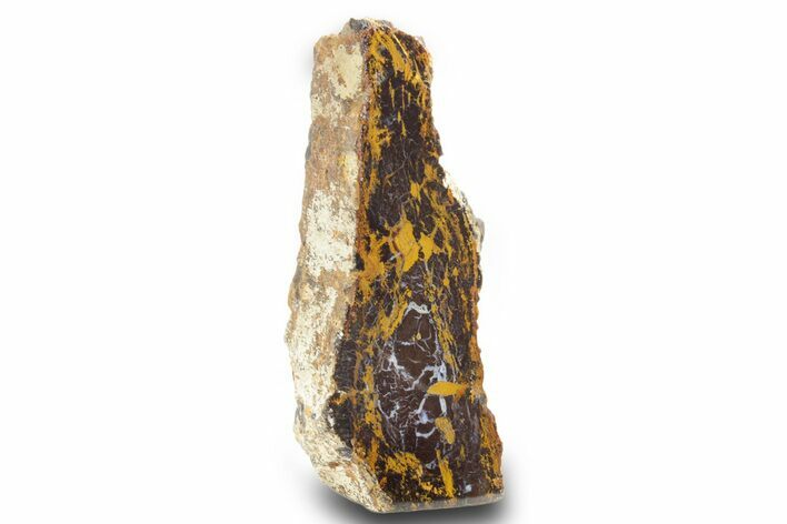 Freestanding Polished Petrified Shrinkwood - Parker, Colorado #378003